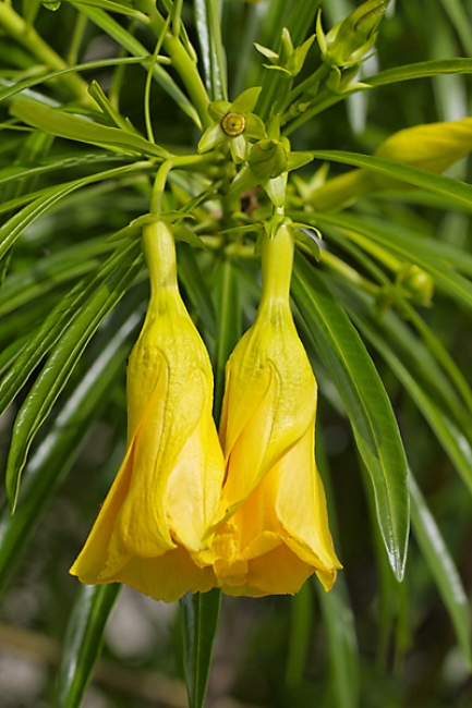 Fleurs Nanthawan Aout 2010-024